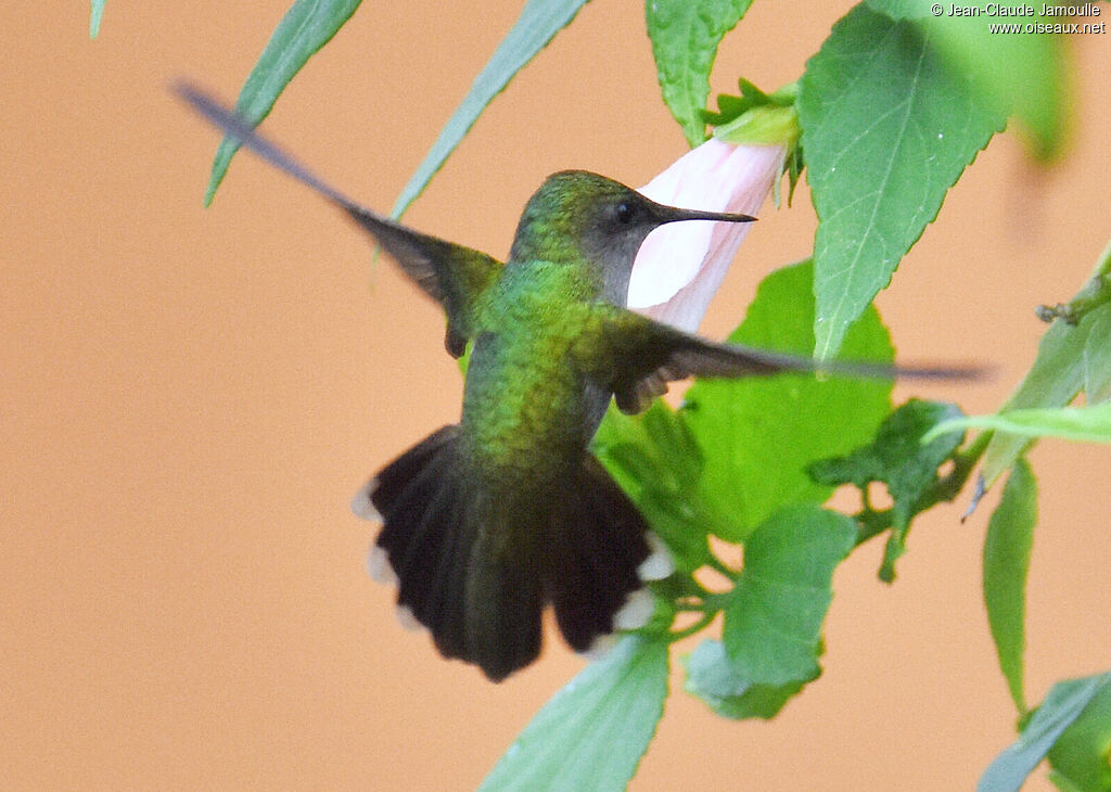 Antillean Crested Hummingbird female