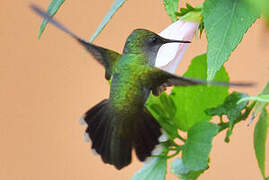 Antillean Crested Hummingbird