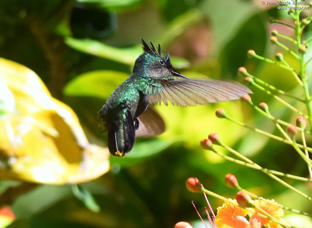 Antillean Crested Hummingbird