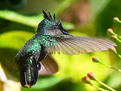 Antillean Crested Hummingbird