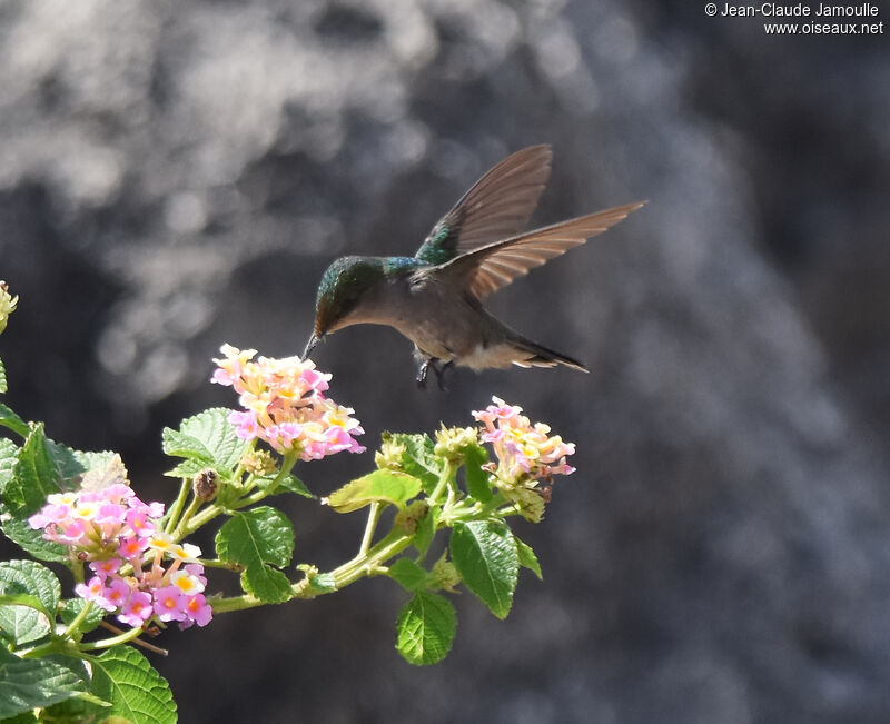 Antillean Crested Hummingbird female, eats