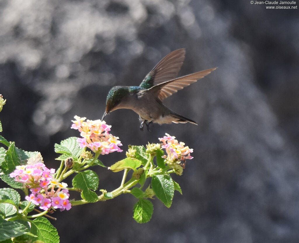 Colibri huppé femelle, mange