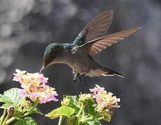 Antillean Crested Hummingbird