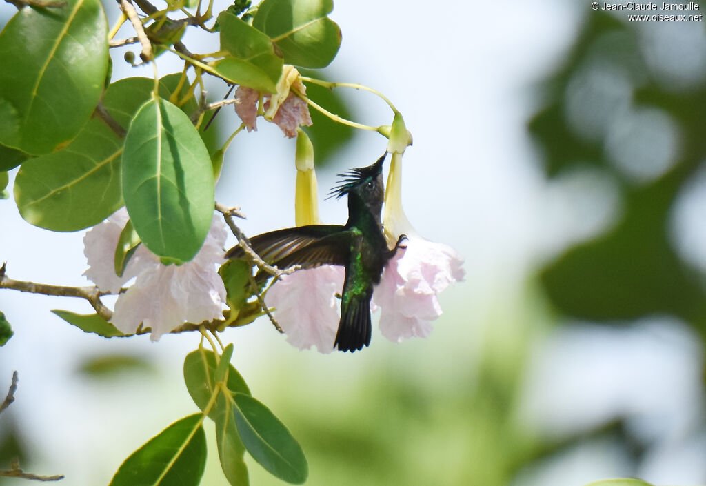 Colibri huppé