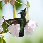 Antillean Crested Hummingbird