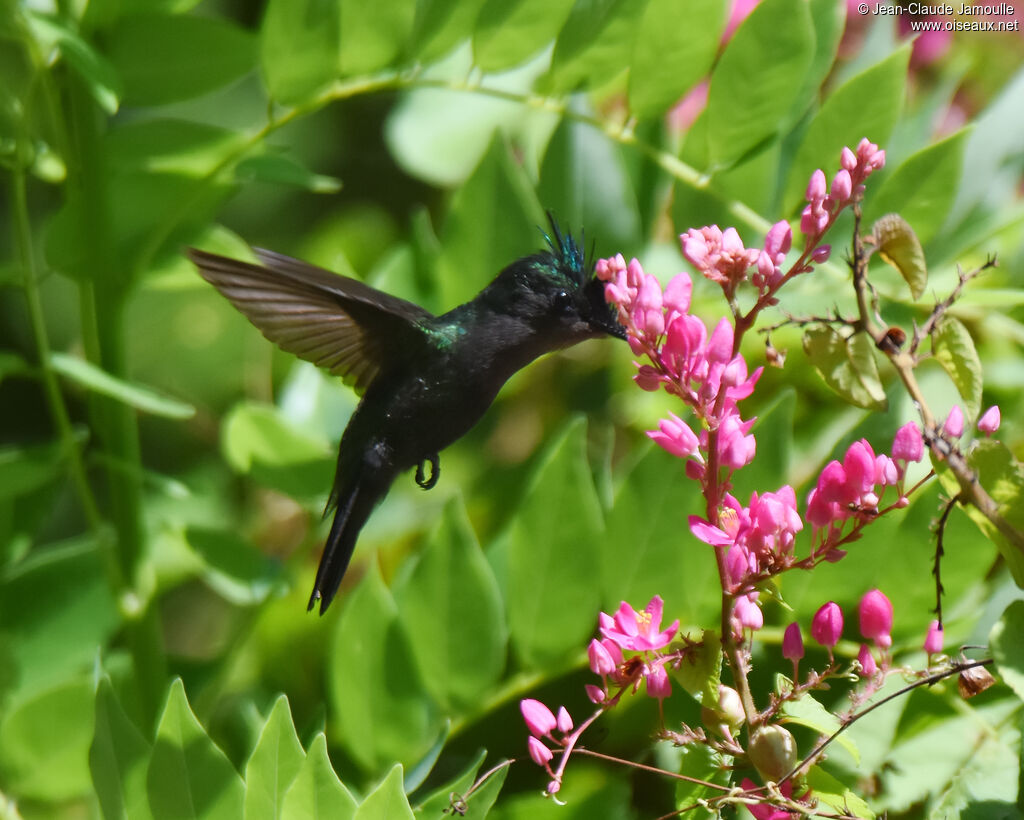 Colibri huppé