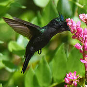 Antillean Crested Hummingbird