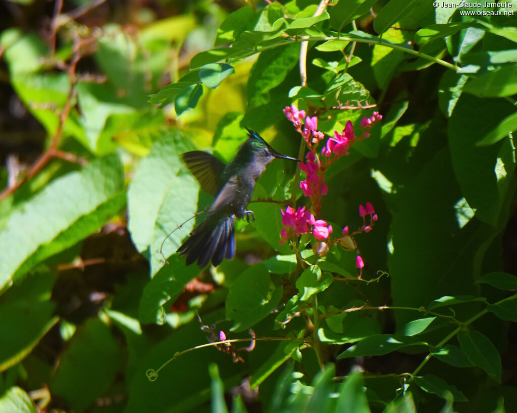 Antillean Crested Hummingbird