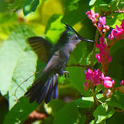 Antillean Crested Hummingbird