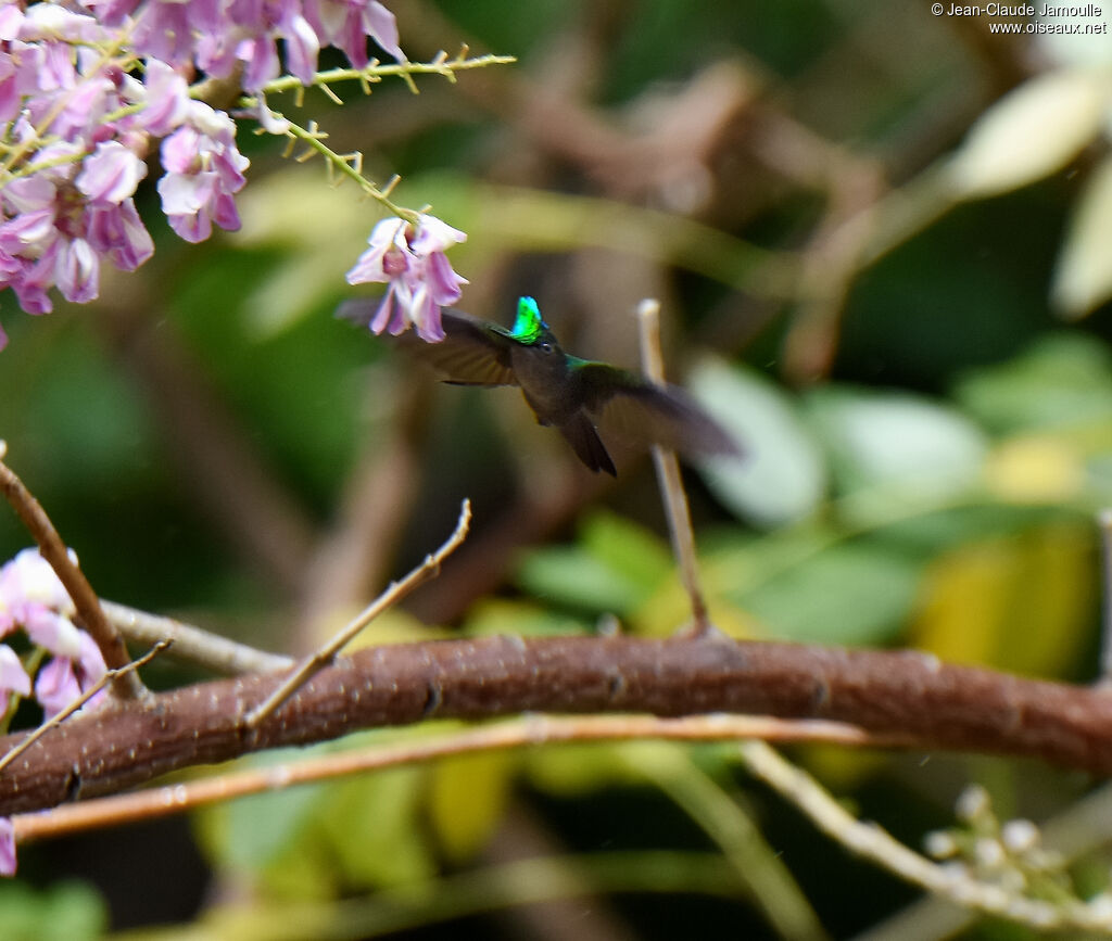 Colibri huppé