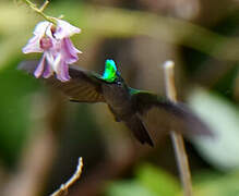 Colibri huppé