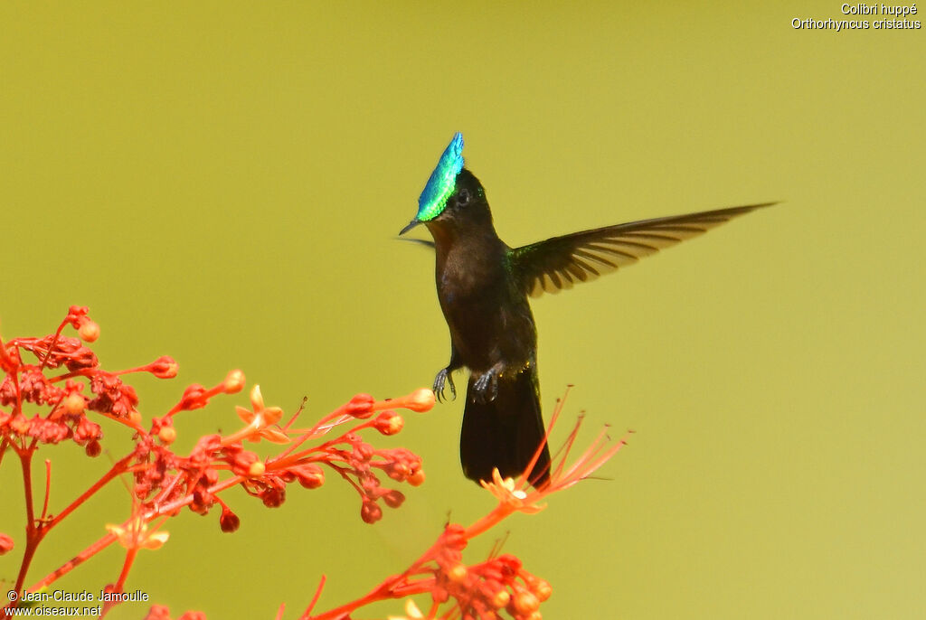 Antillean Crested Hummingbird male, Flight, feeding habits