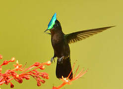 Antillean Crested Hummingbird