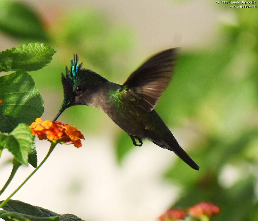 Colibri huppé