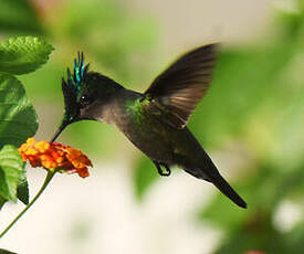 Colibri huppé