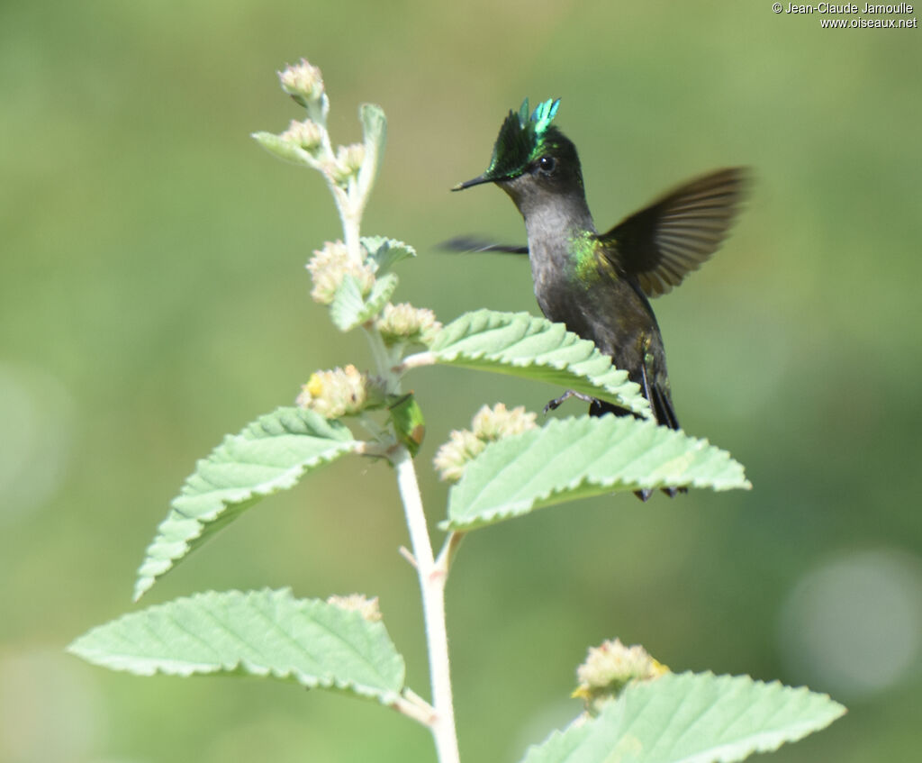 Colibri huppé