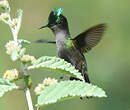 Colibri huppé