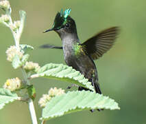 Antillean Crested Hummingbird