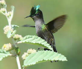 Colibri huppé