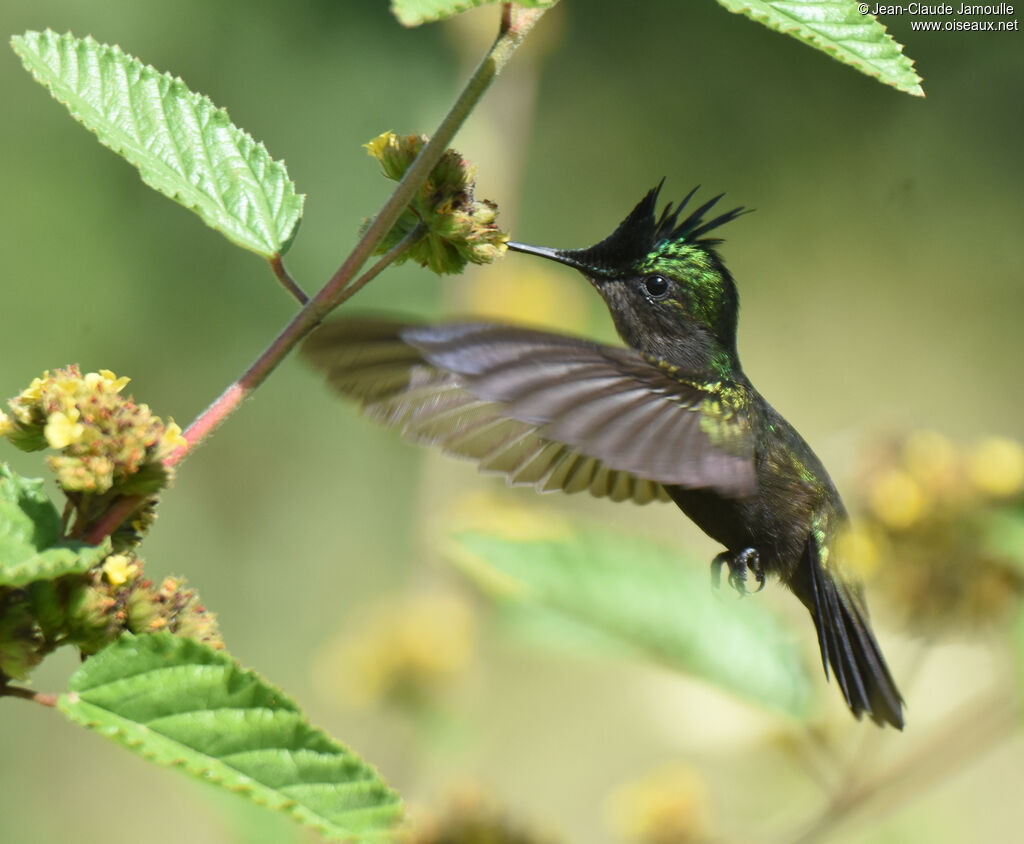 Colibri huppé