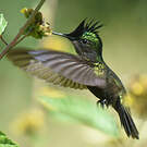 Colibri huppé