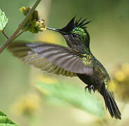 Antillean Crested Hummingbird