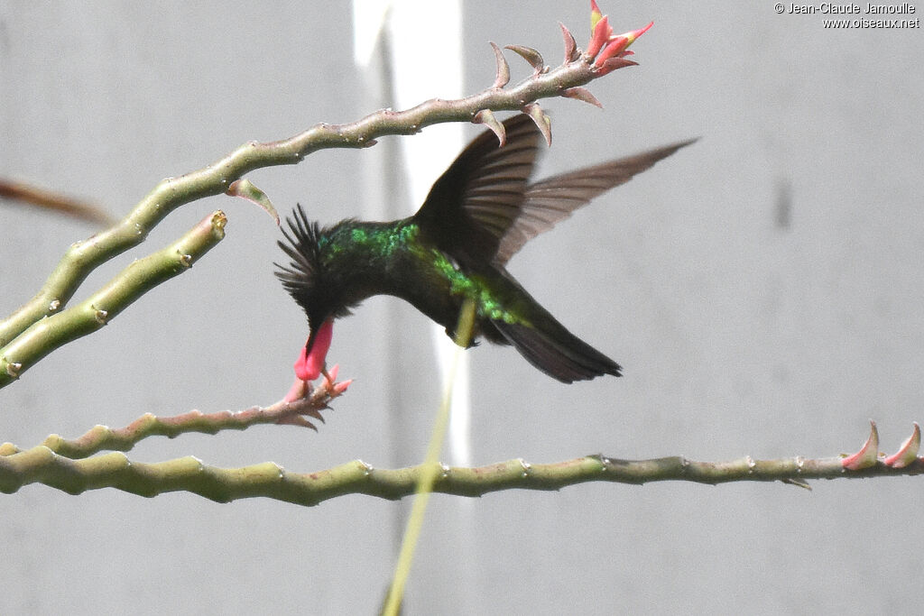 Antillean Crested Hummingbird