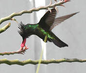 Colibri huppé