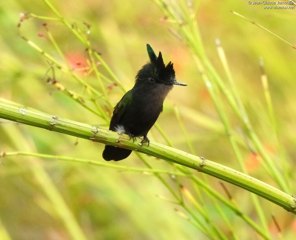 Colibri huppé