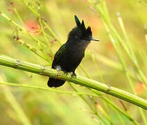 Colibri huppé