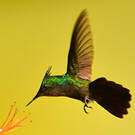 Colibri huppé
