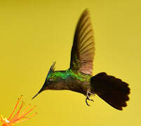 Antillean Crested Hummingbird