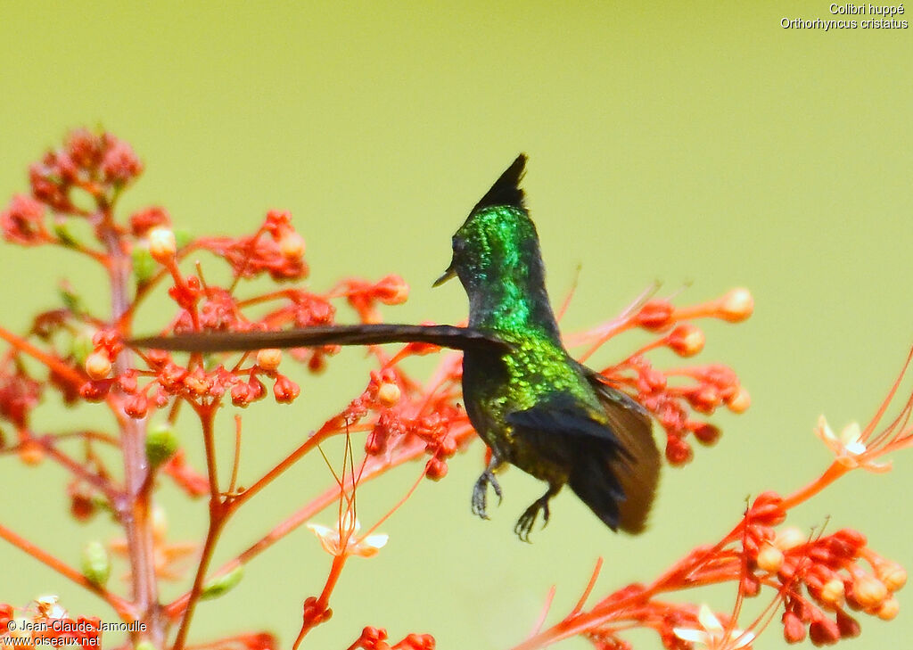 Antillean Crested Hummingbird male, Flight, feeding habits