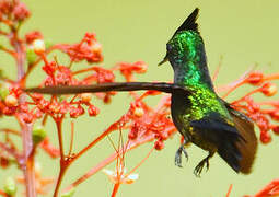 Antillean Crested Hummingbird