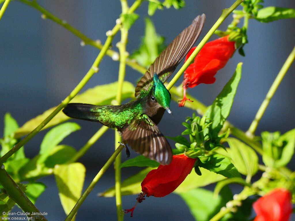 Antillean Crested Hummingbird male, feeding habits