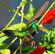 Colibri huppé