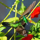 Colibri huppé