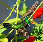 Antillean Crested Hummingbird