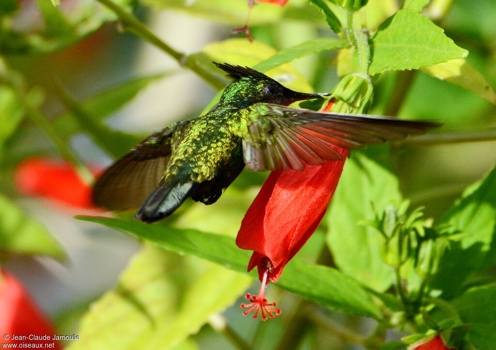 Antillean Crested Hummingbird male, feeding habits