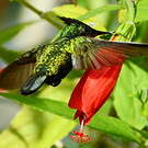 Colibri huppé