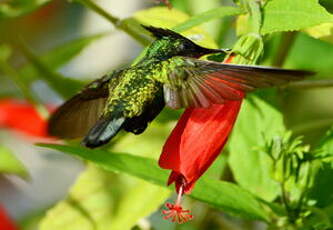 Colibri huppé