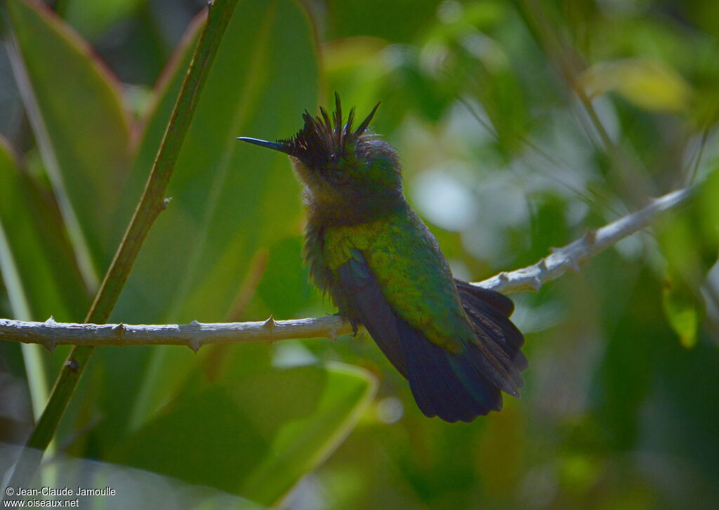 Colibri huppé