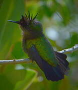 Antillean Crested Hummingbird