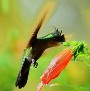 Antillean Crested Hummingbird