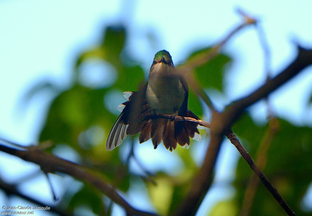 Antillean Crested Hummingbird female