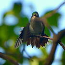 Colibri huppé