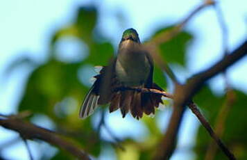 Colibri huppé