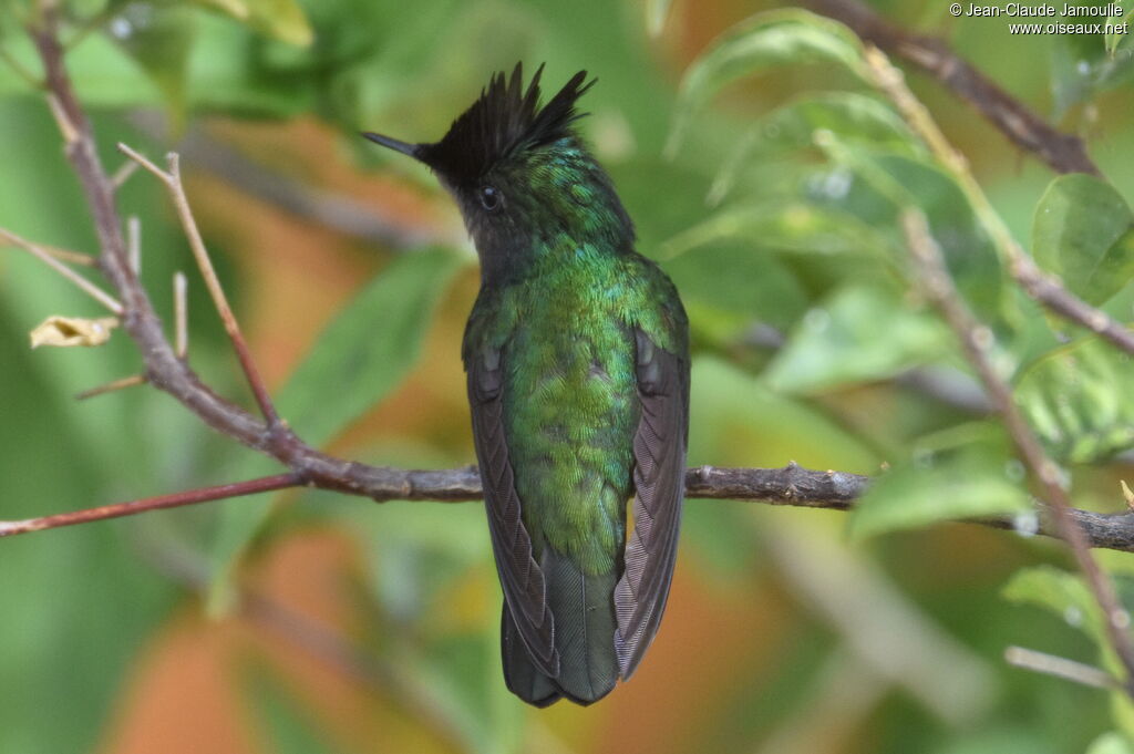 Colibri huppé