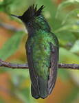 Colibri huppé