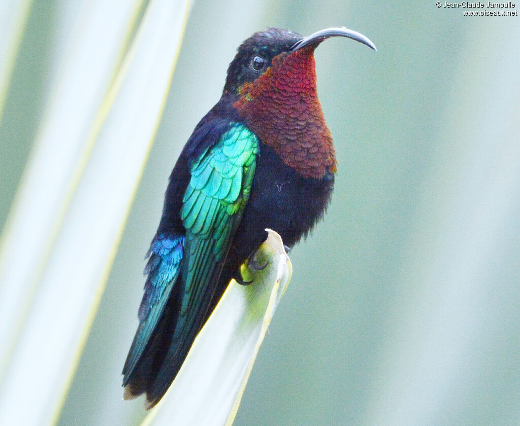 Purple-throated Caribadult, identification, aspect, Flight, fishing/hunting